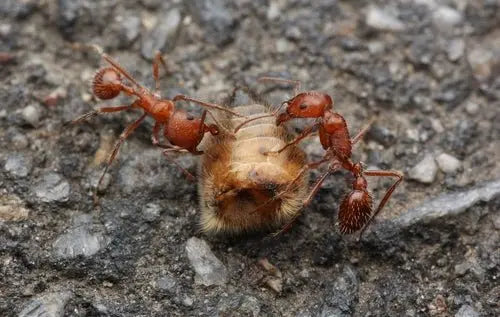 Pogonomyrmex californicus ripping apart bee abdomen