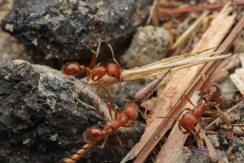Pogonomyrmex californicus workers foraging for seeds
