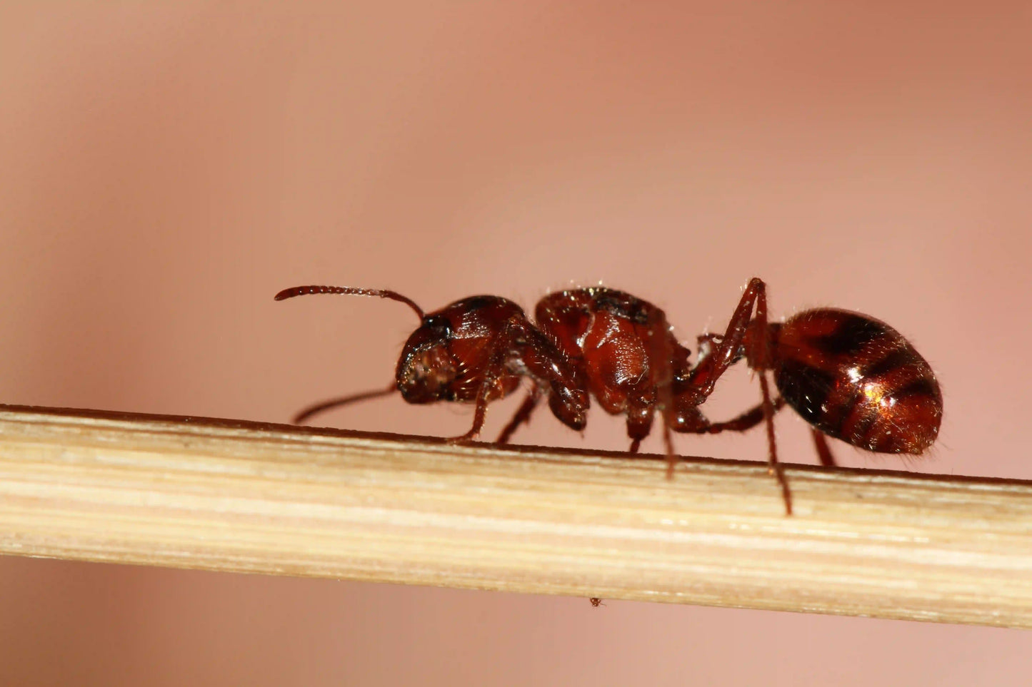 psammophore of a rough harvester ant