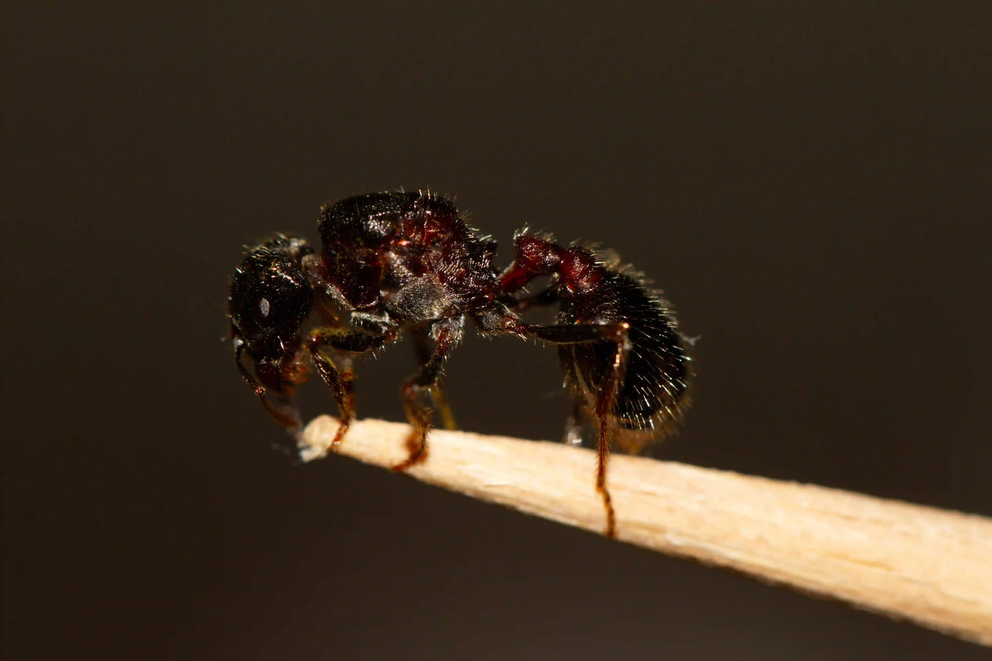 queen starter colony for pogonomyrmex rugosus