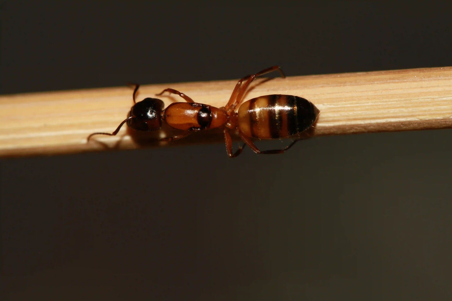 Queen ant of the species camponotus essigi