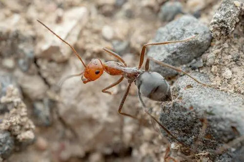 myrmecocystus placodops worker defending colony entrance