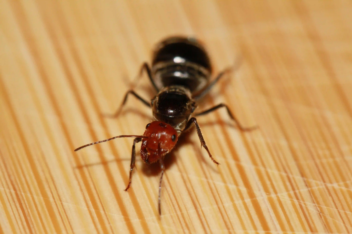 macro of the head of a myrmecocystus placodops queen