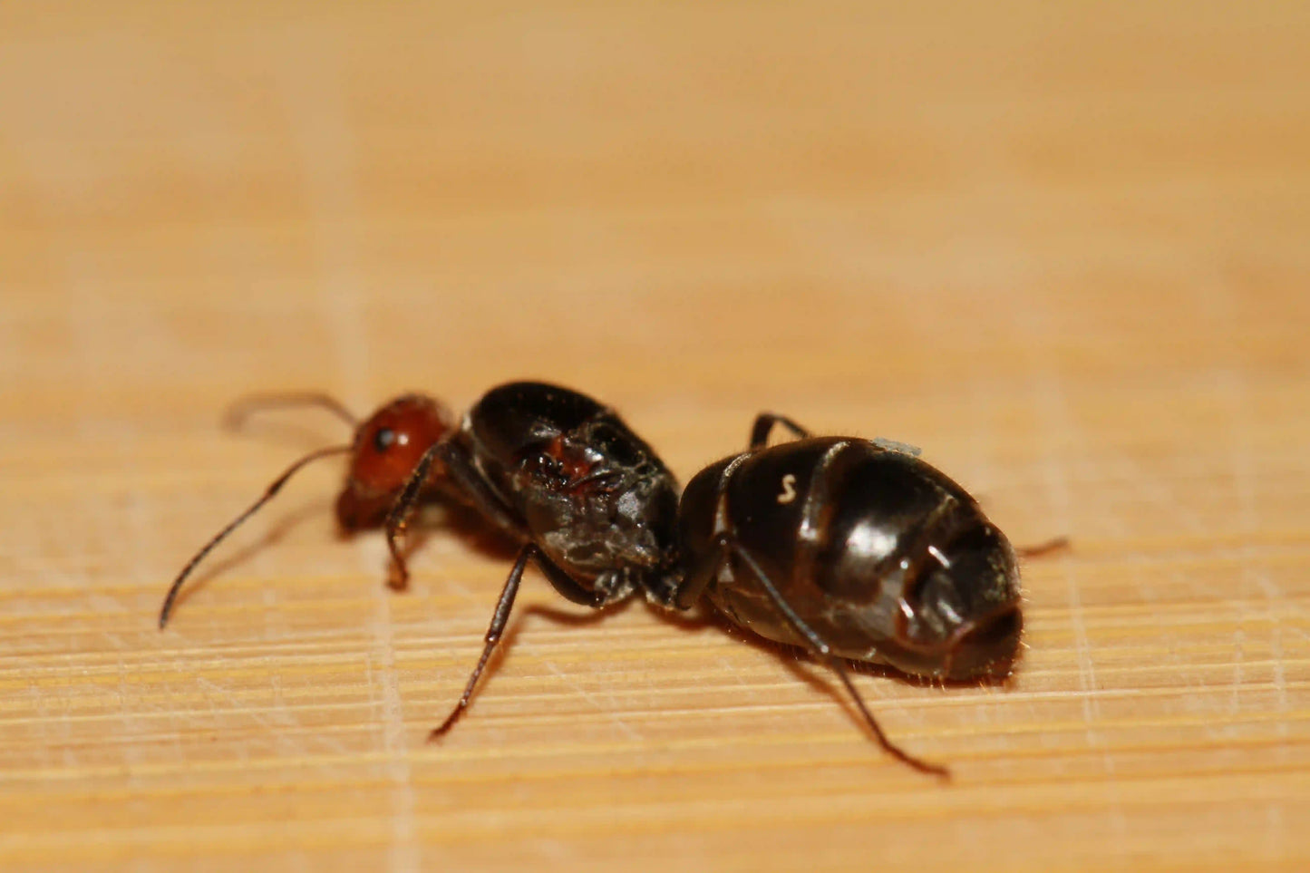 side profile of a red headed honeypot ant queen