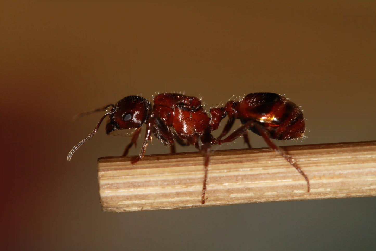 Rough harvester ant queen