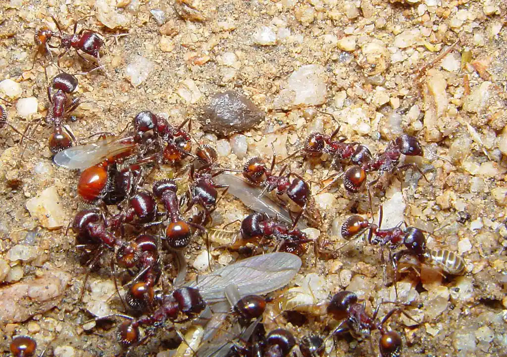 Pogonomyrmex eating termites