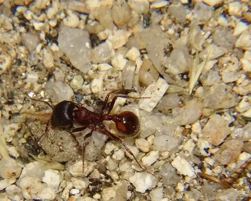 Rough Harvester ant foraging for seeds.