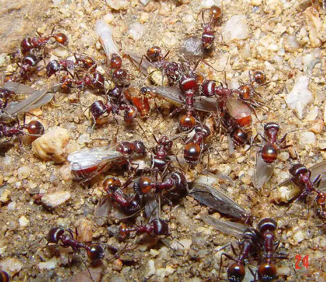 Rough harvester ant nuptial flight