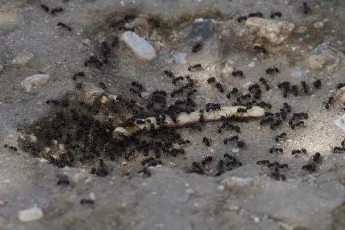 rough harvester ants trailing and bringing food back to nest