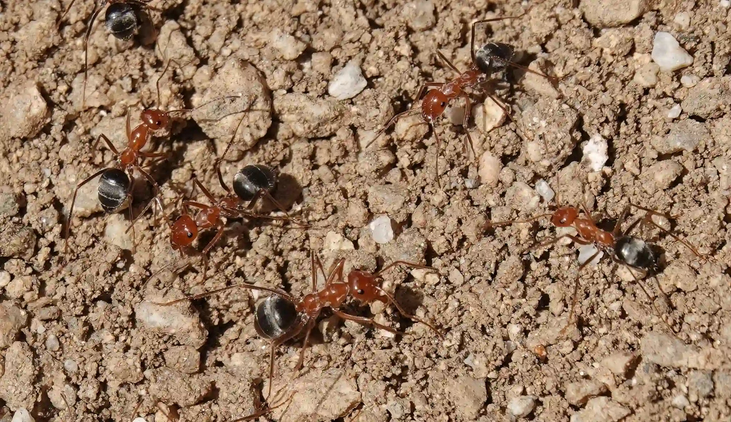 Myrmecocystus semirufus digging out nest after rain