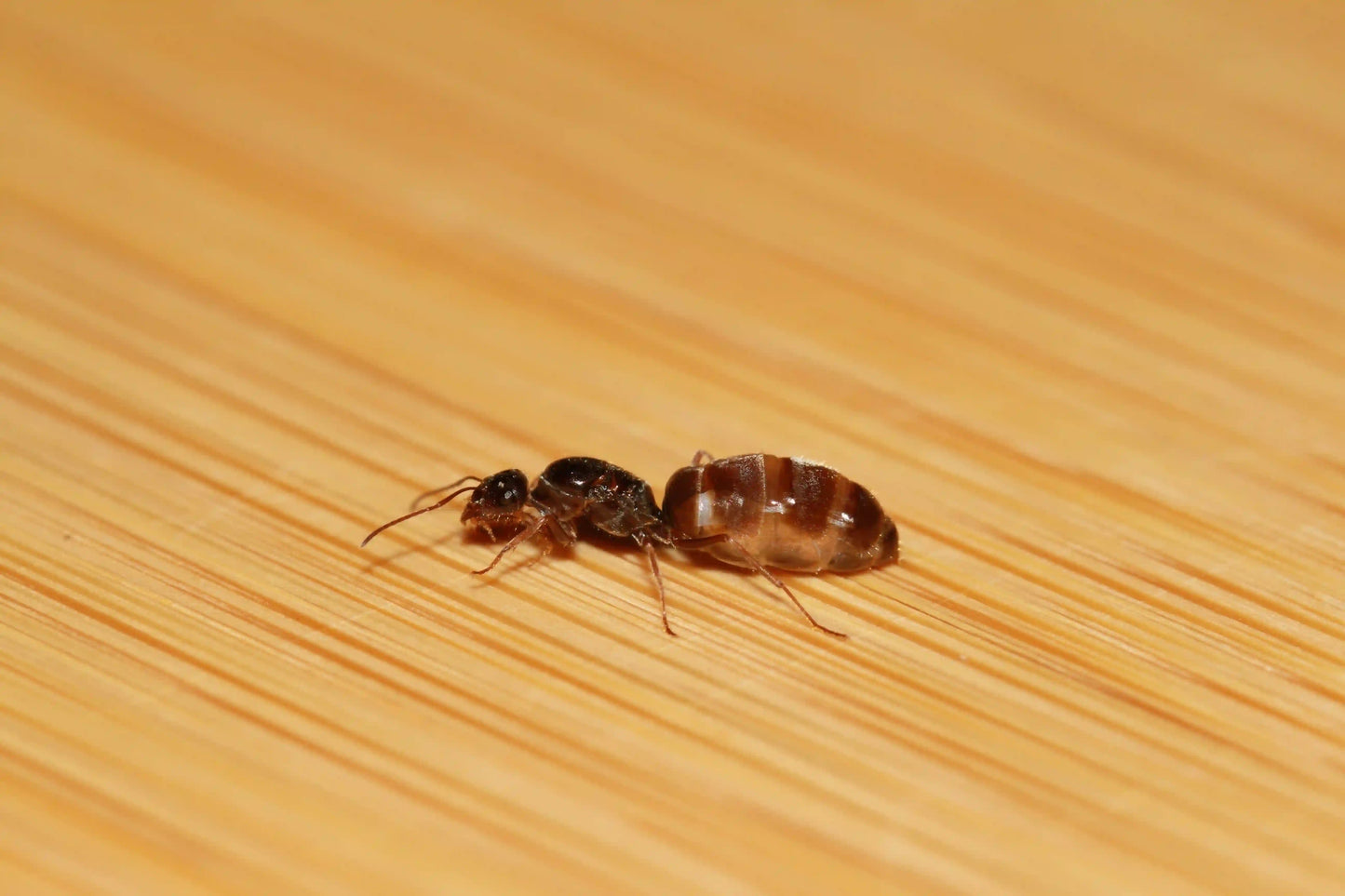 Myrmecocystus lugubris or otherwise known as the slender honeypot ant queen