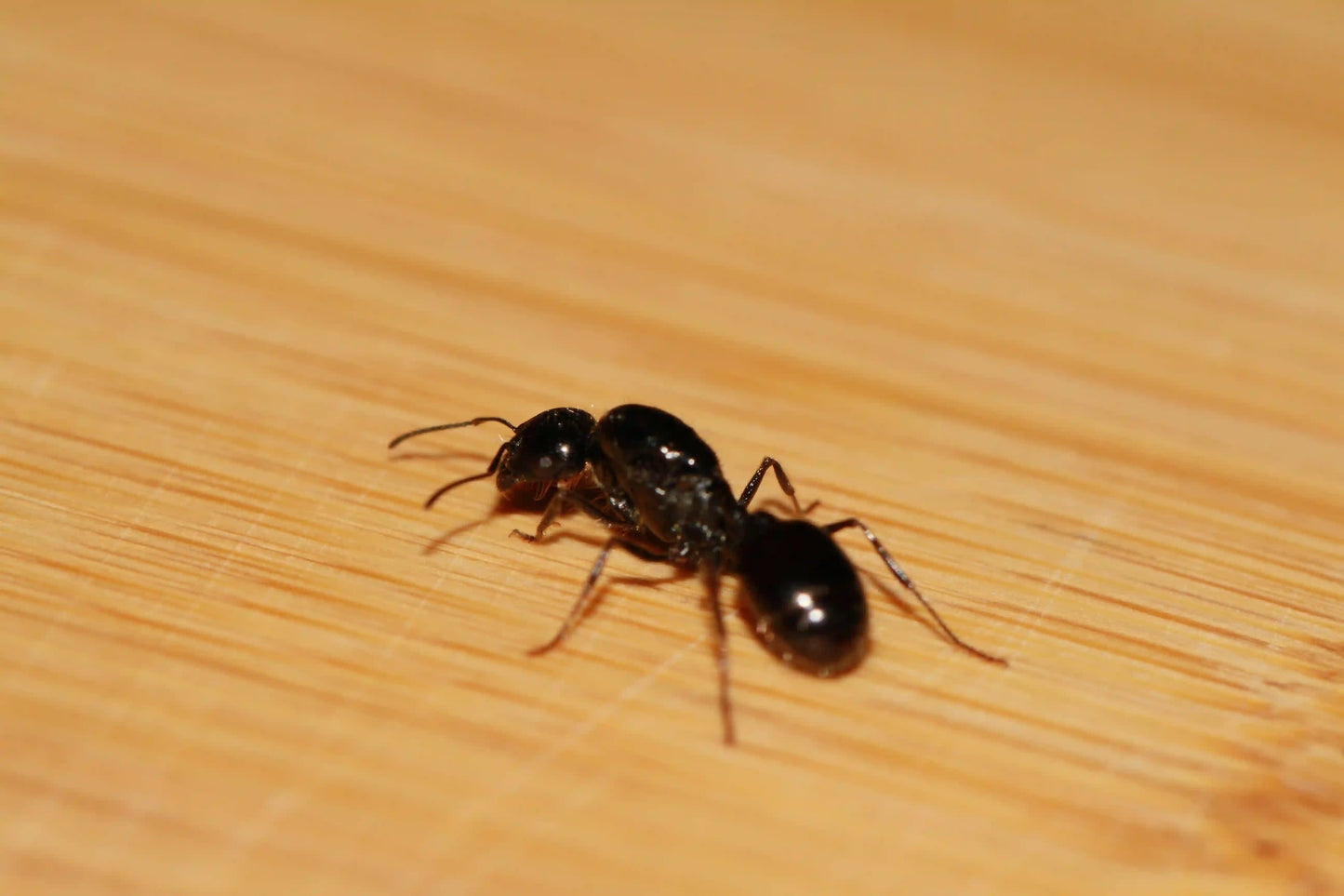 Veromessor Harvester Ant Queen