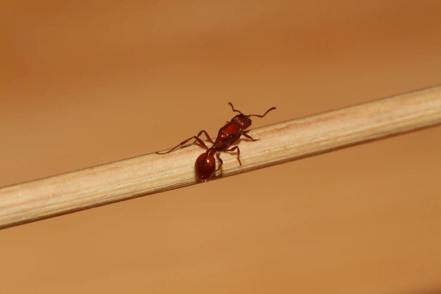 A deaalte veromessor chamberlini queen ant