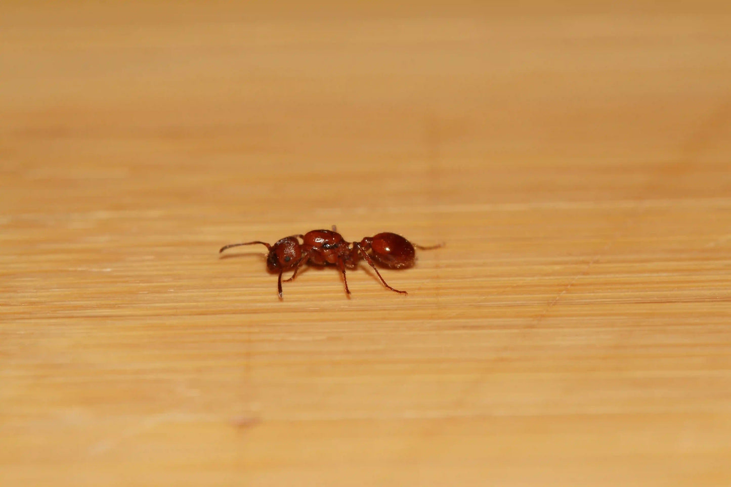 A live fertile veromessor chamberlini harvester ant queen