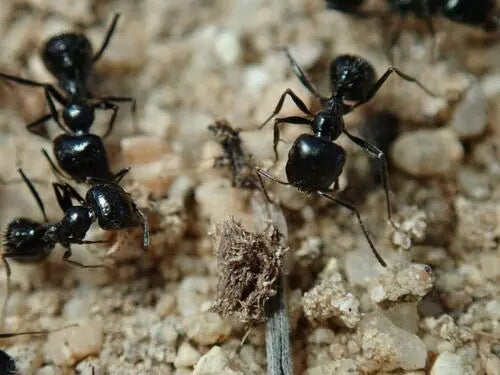 Veromessor Pergandei cleaning nest