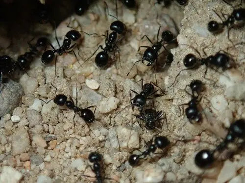 Veromessor pergandei digging out nest after rain