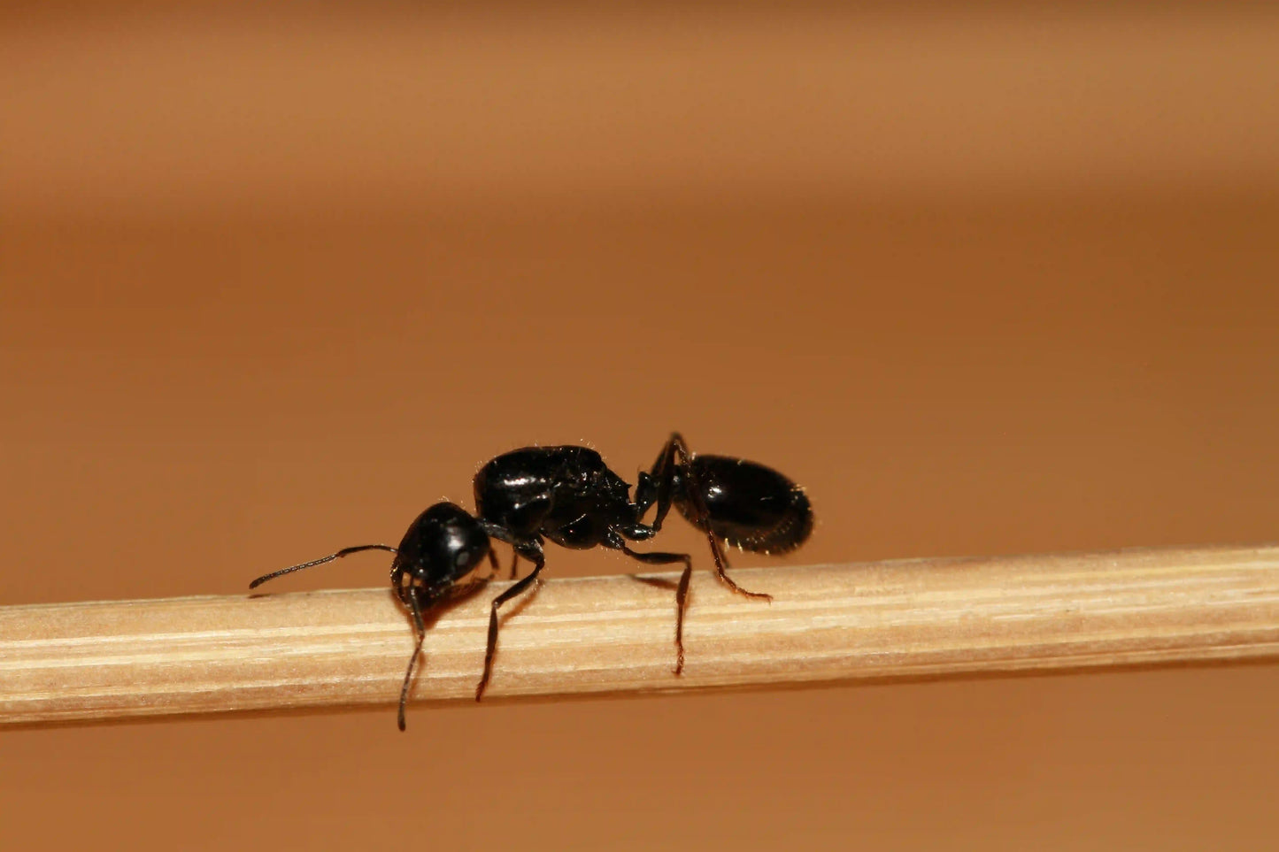 Veromessor Pergandei upclose of a queen