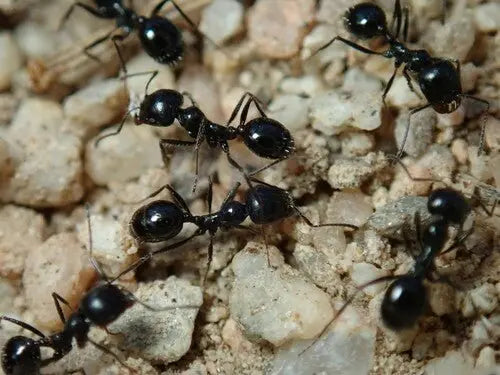 Veromessor pergandei walking above nest.