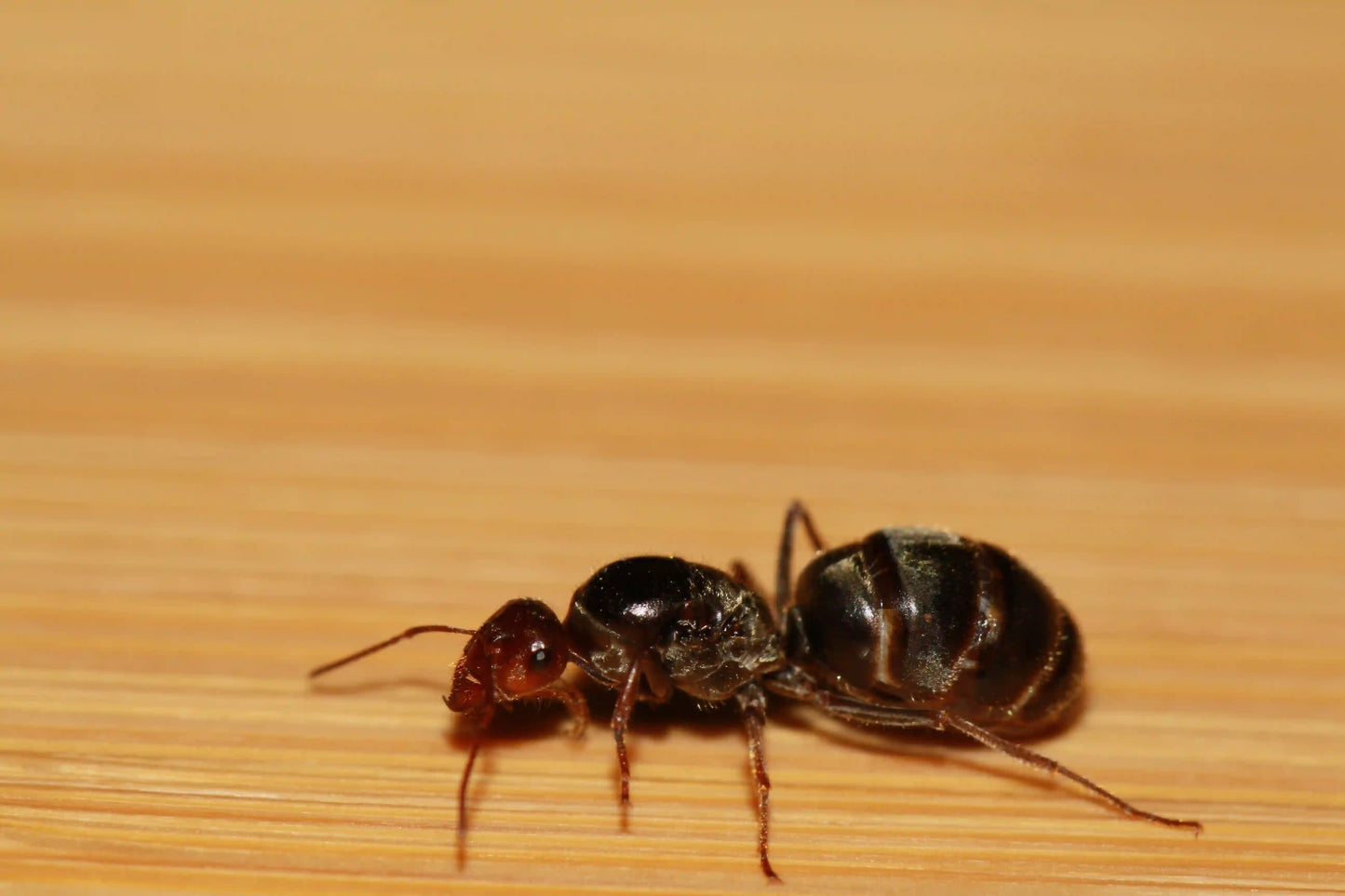 A live Myrmecocystus flaviceps queen ant