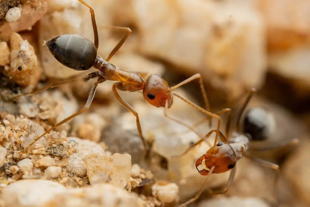 Myrmecocystus flaviceps workers foraging for resources.