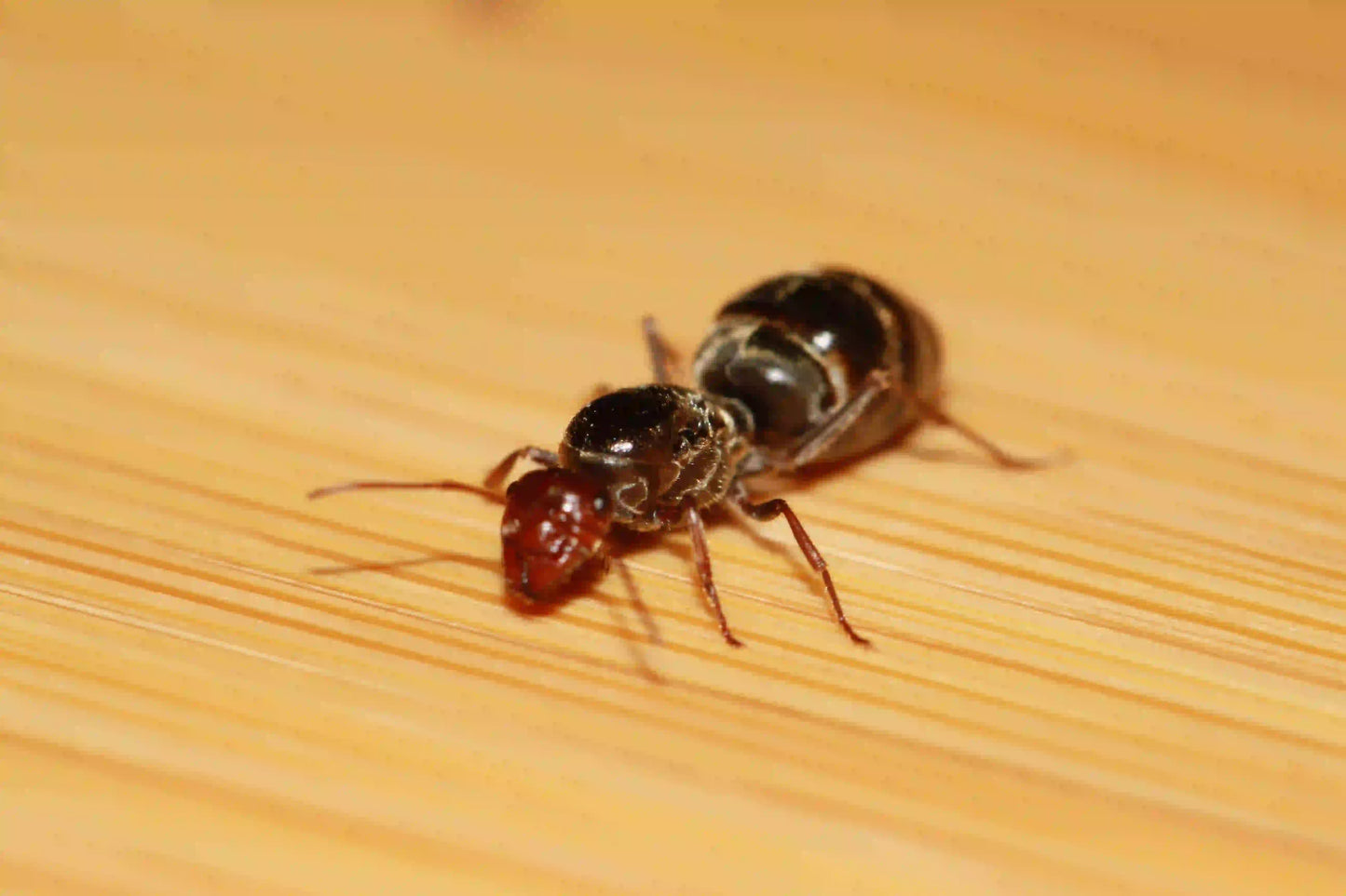 Yellow headed honeypot ant queen