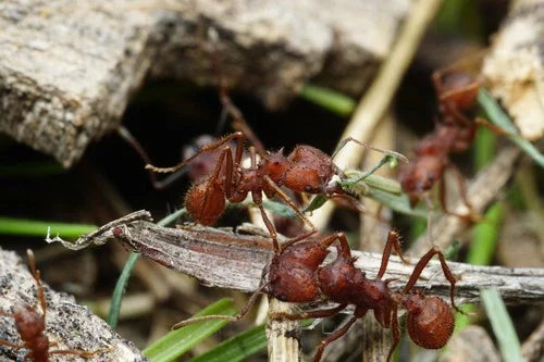 Acromyrmex Versicolor foraging for food.