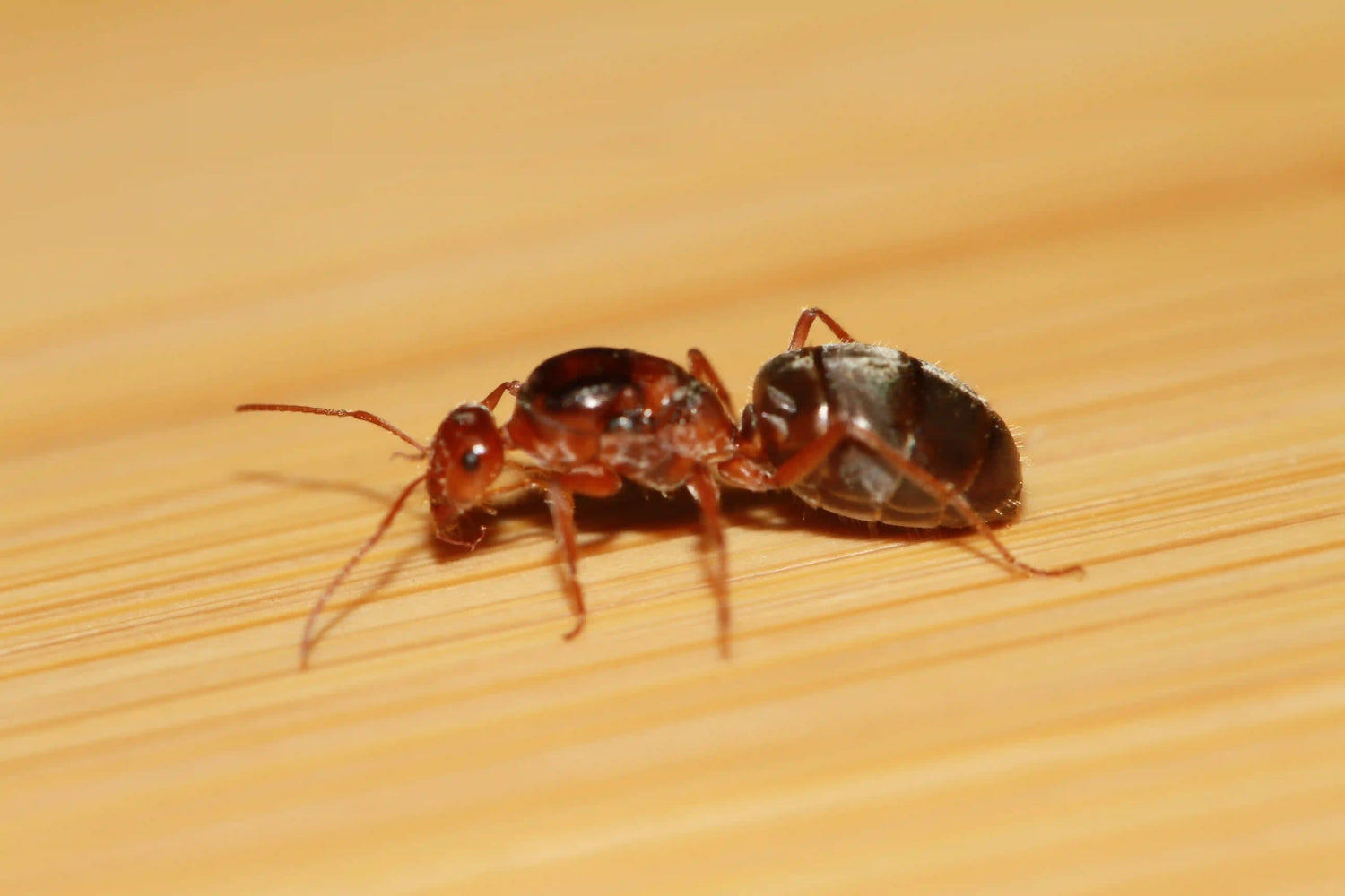 Myrmecocystus kennedyi queen ant