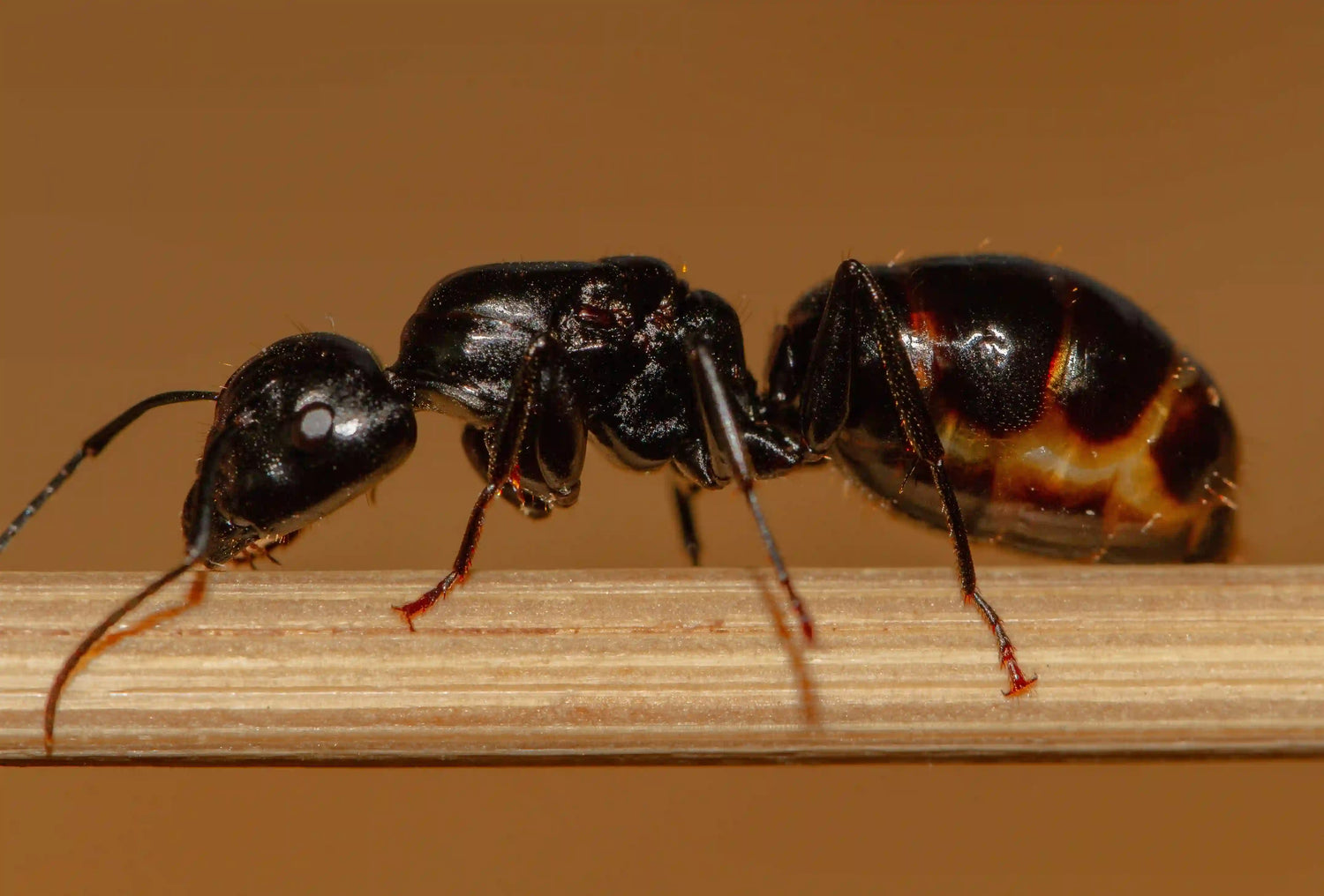 Camponotus laevigatus ant queen
