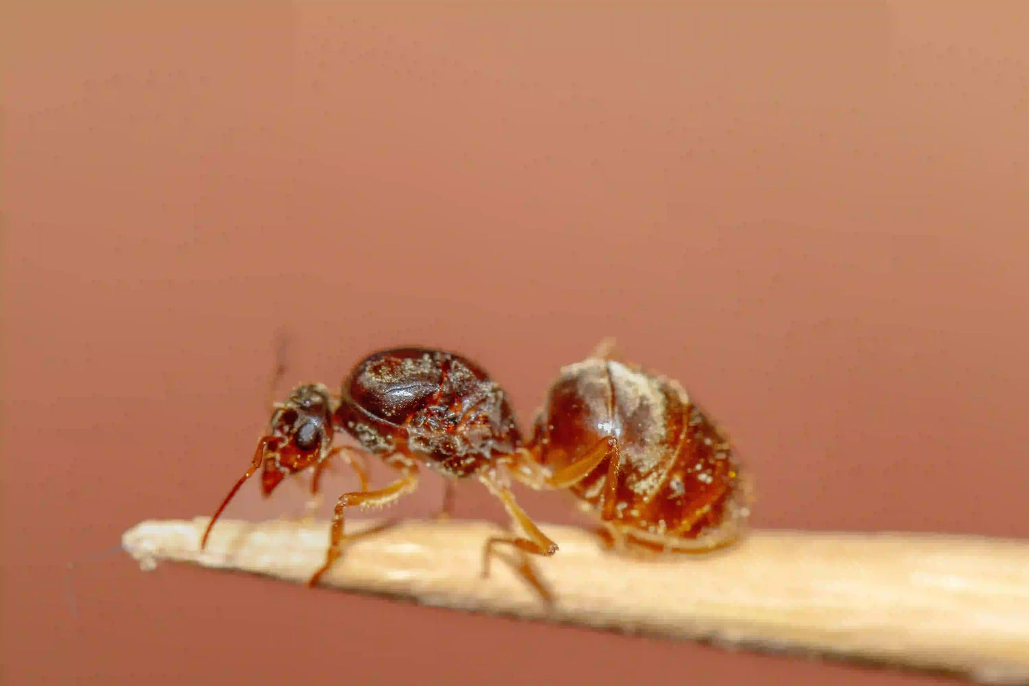 Myrmecocystus testaceus queen ant