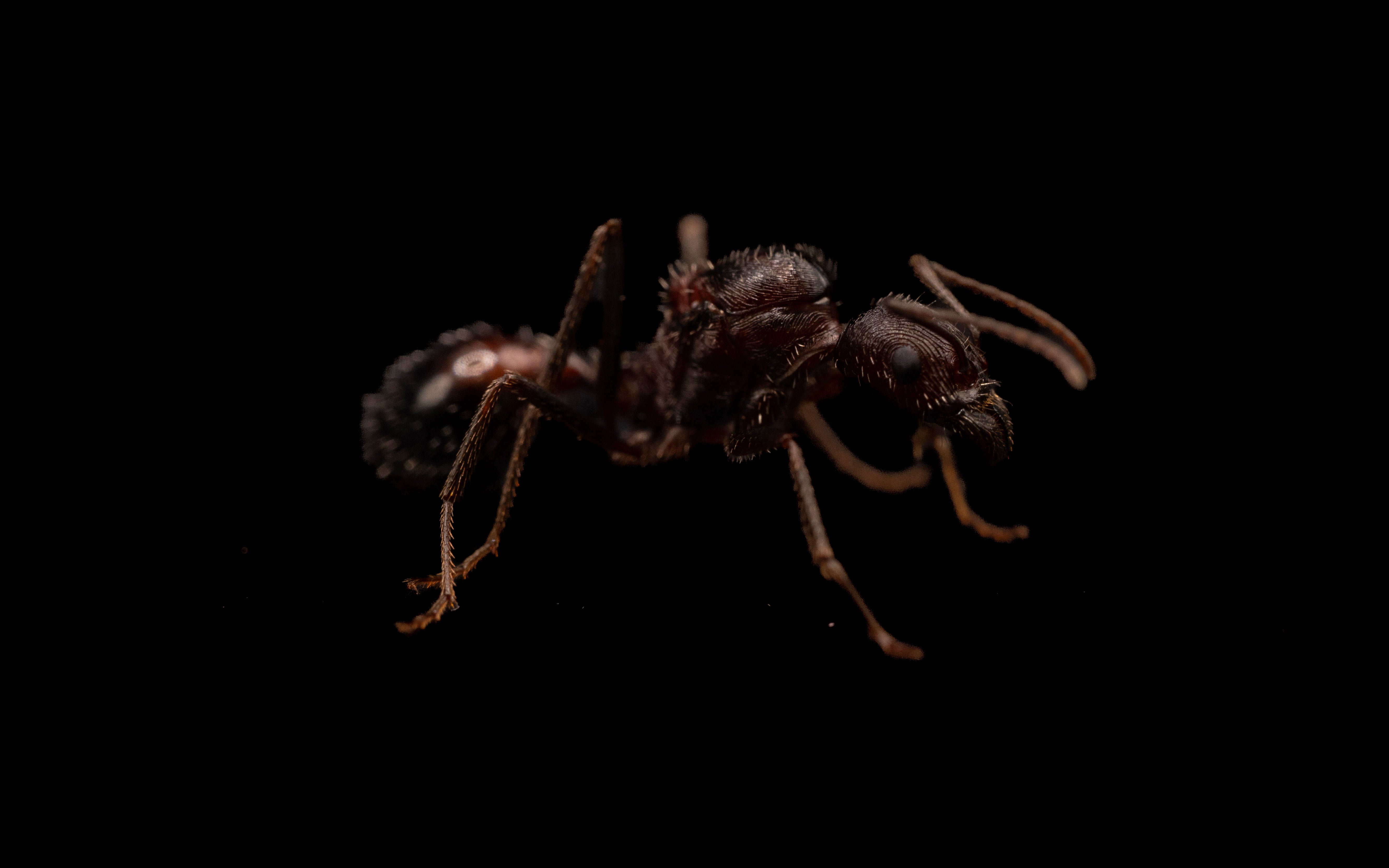 Beginner Queen Ants and Ant Colonies for Sale | Antlantis - Antlantis