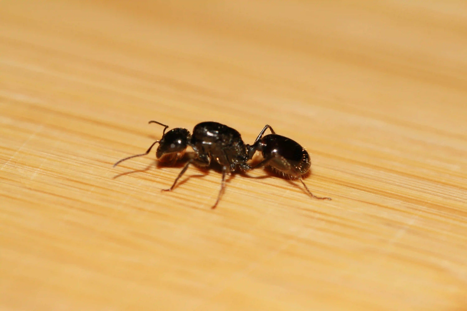 Veromessor pergandei queen ant