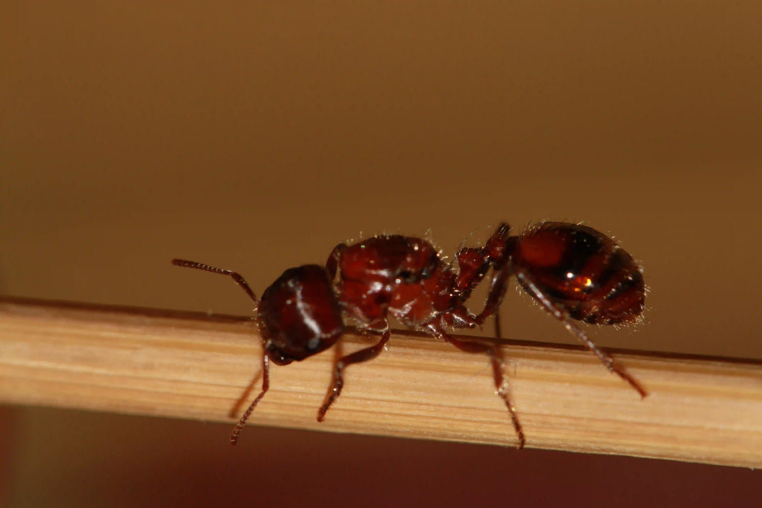 Pogonomyrmex rugosus queen