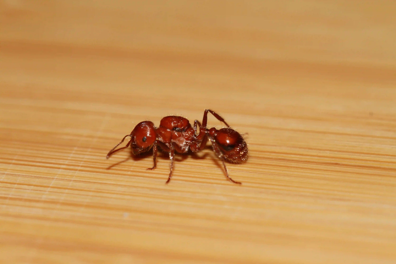 Pogonomyrmex tenuispinus queen ant