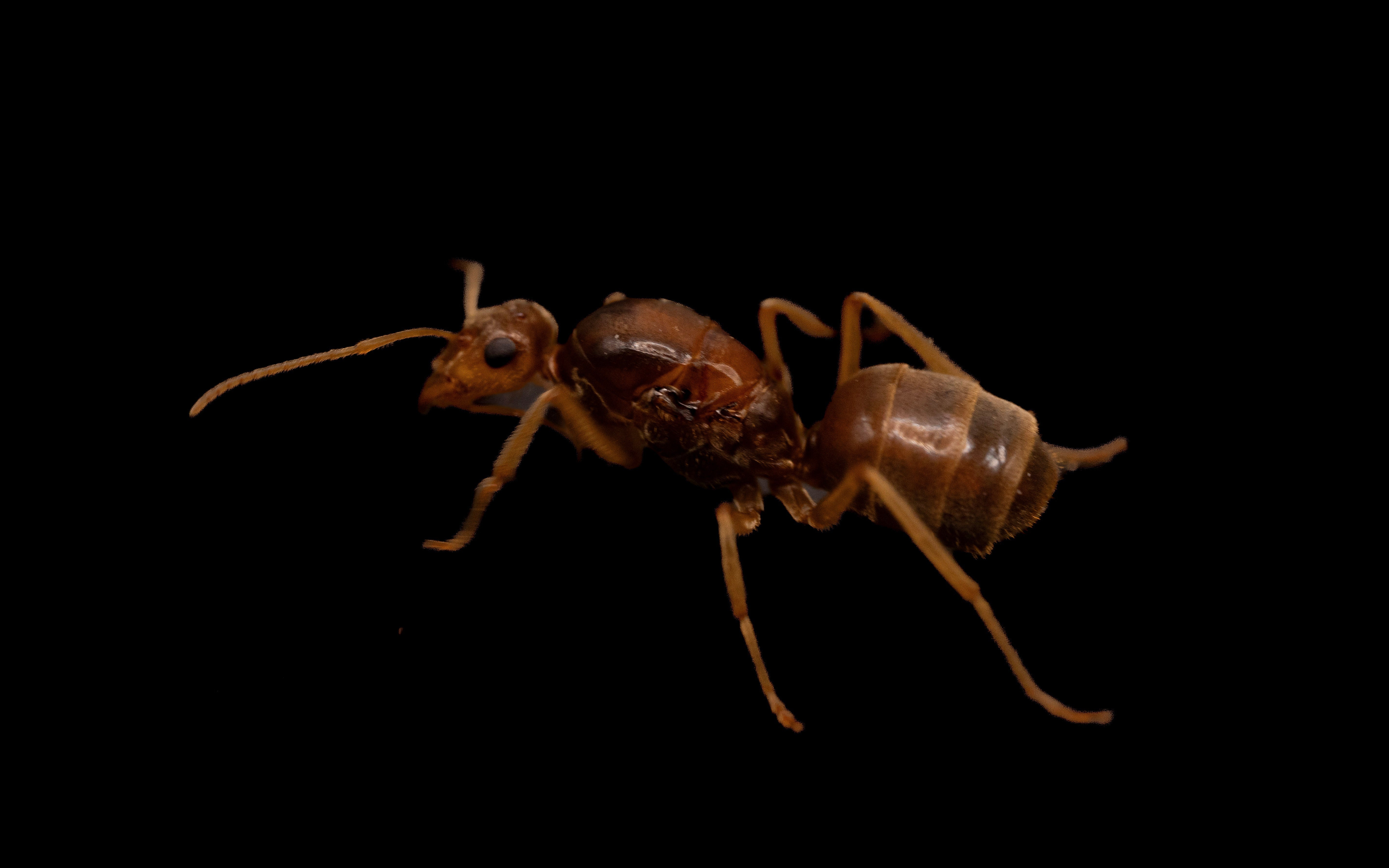 Advanced Queen Ants and Ant Colonies for Sale | Antlantis - Antlantis