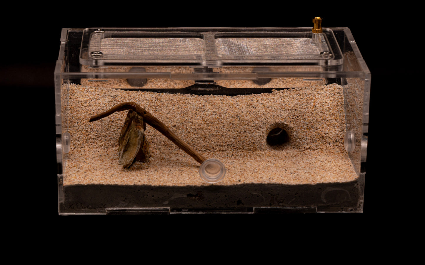 The Oasis Formicarium