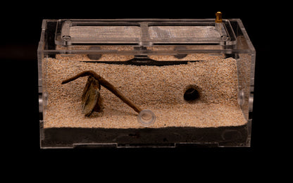 The Oasis Formicarium