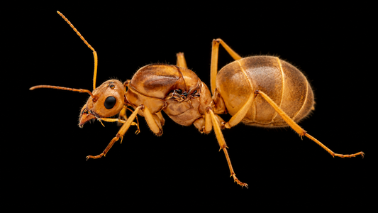 Giant Amber Honeypot Ant- Myrmecocystus Mexicanus-01 (AZ)