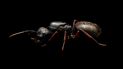 Western Carpenter Ant - Camponotus modoc