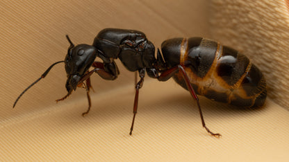 Western Carpenter Ant - Camponotus modoc