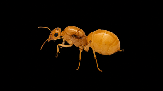 Miniature Golden Honeypot Ant - Myrmecocystus navajo