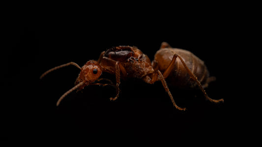 Kennedy's Honeypot Ant - Myrmecocystus kennedyi