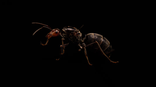 Myrmecocystus Melliger Queen