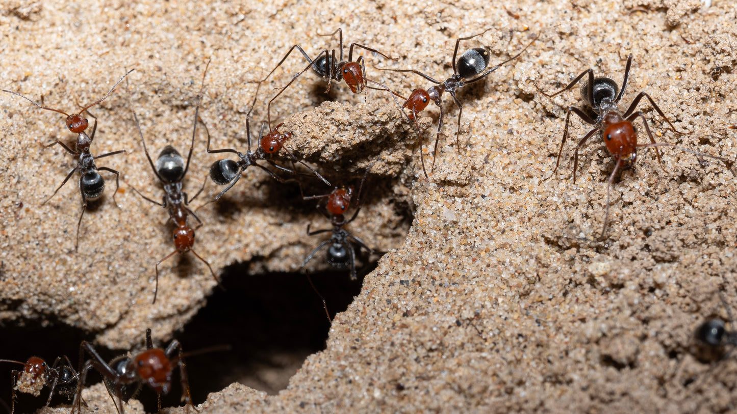 Myrmecocystus placodops workers foraging