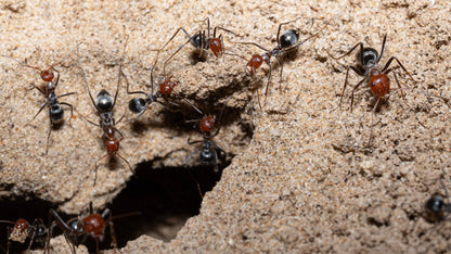 Myrmecocystus placodops workers foraging