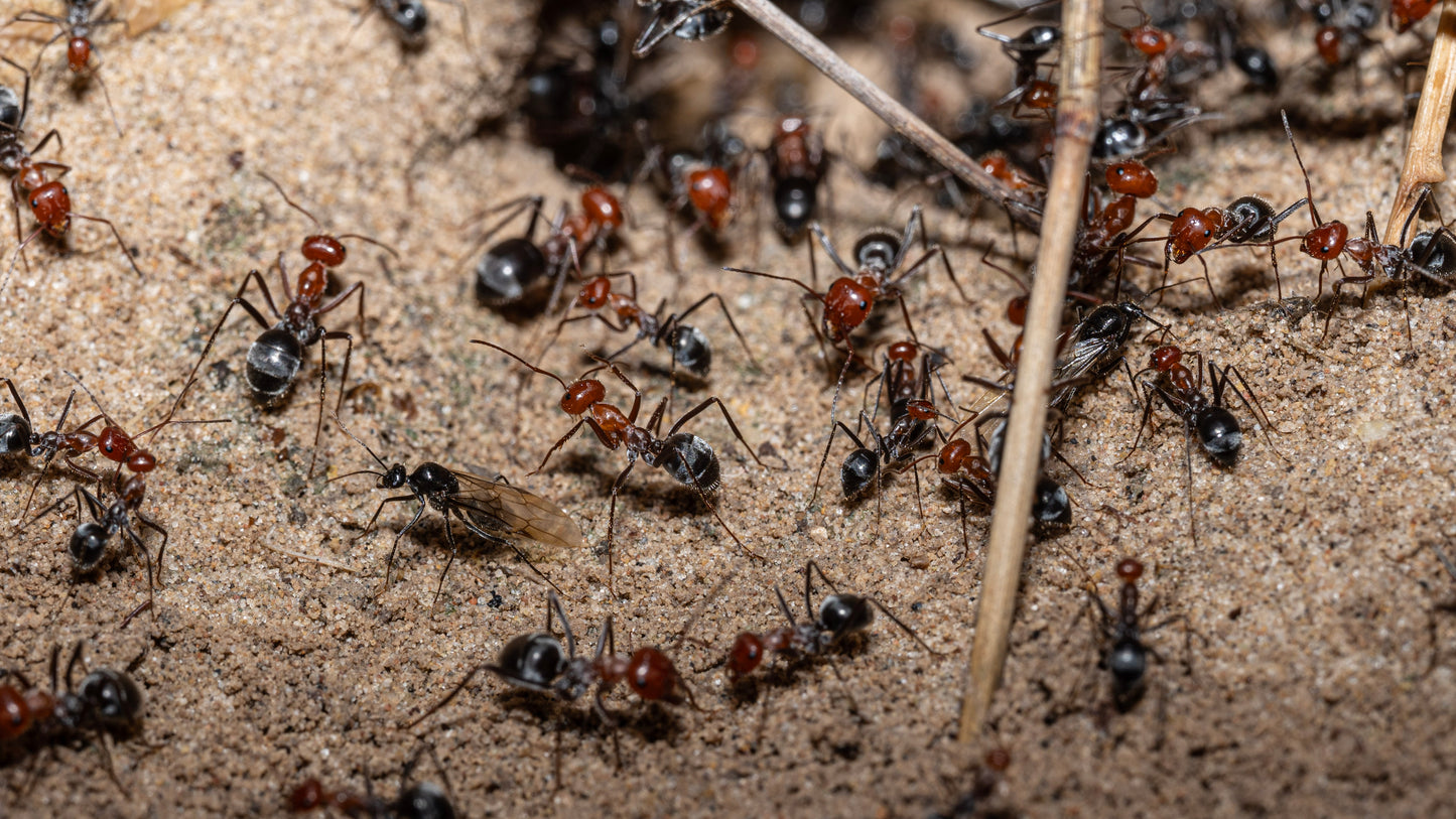 Myrmecocystus placodops male preparing for nuptial flight
