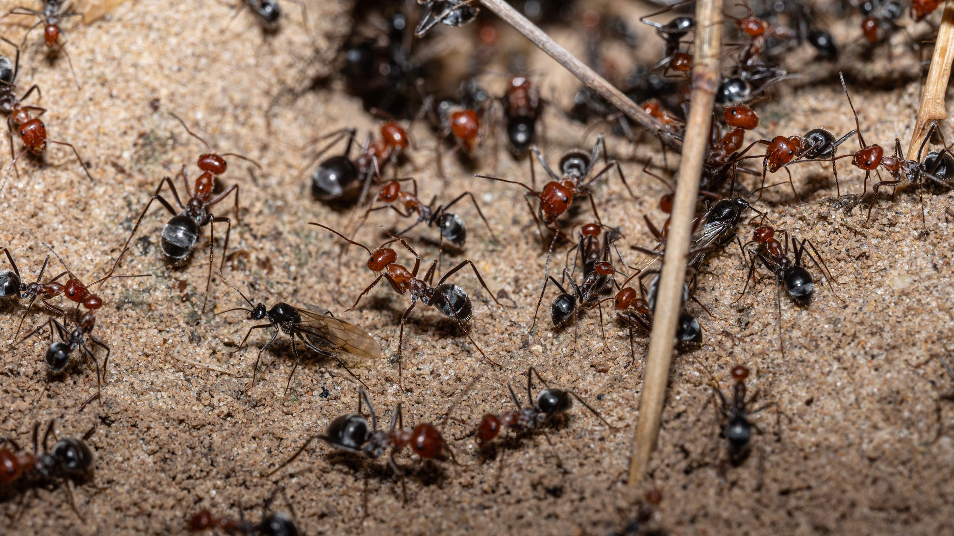 Myrmecocystus placodops male preparing for nuptial flight