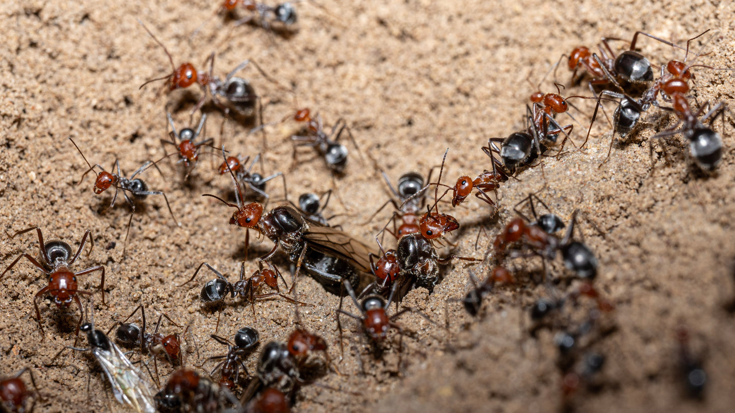 Myrmecocystus placodops queen preparing for nuptial flight