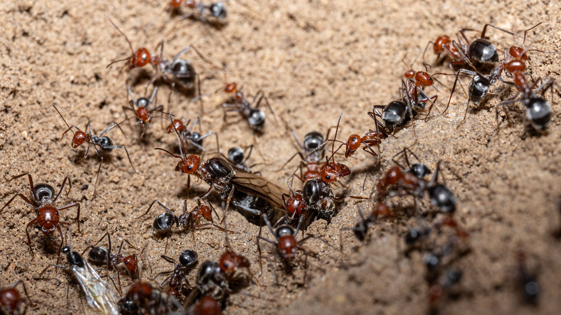 Myrmecocystus placodops queen preparing for nuptial flight
