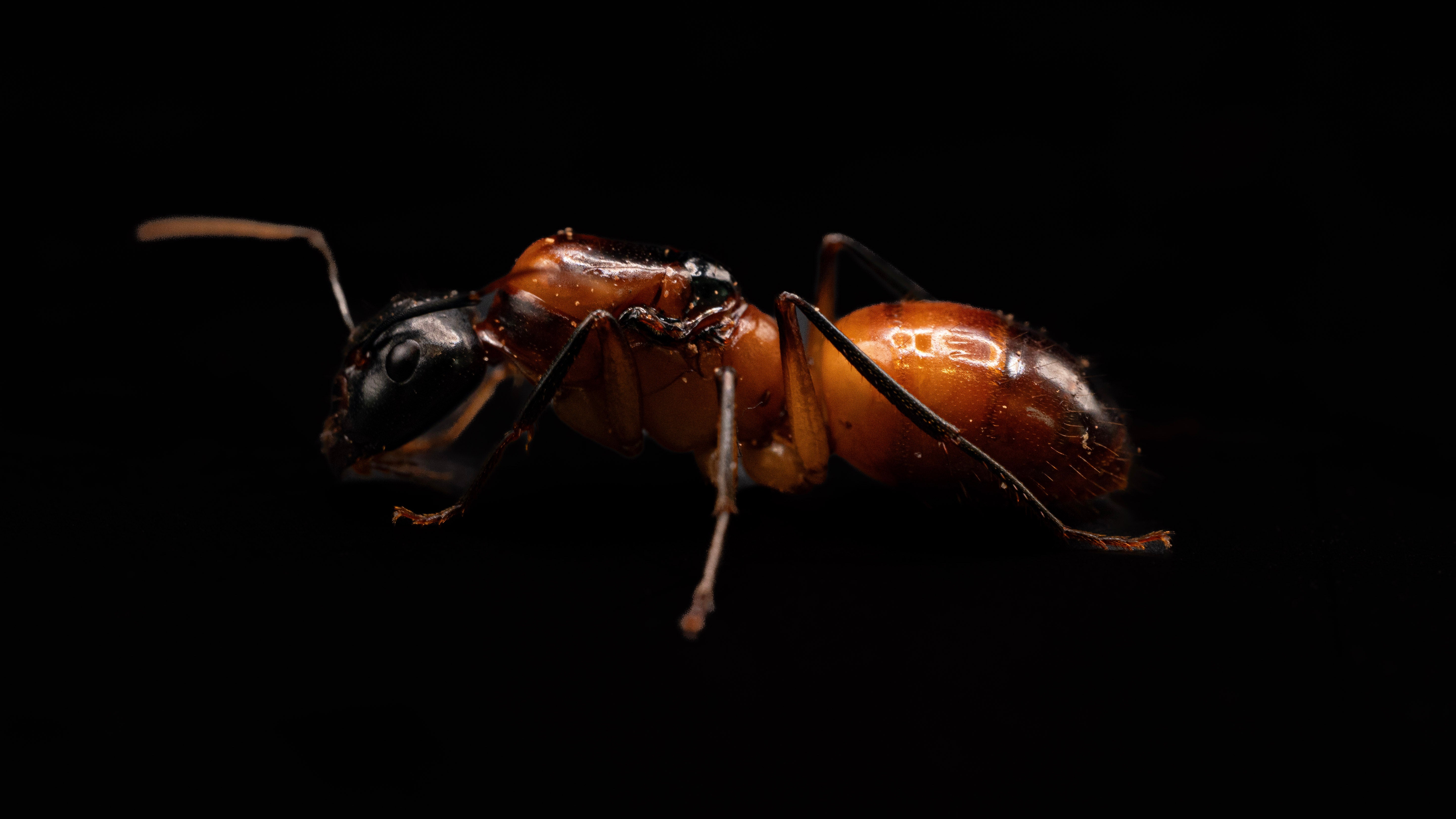 New Mexico Queen Ants and Ant Colonies for Sale | Antlantis