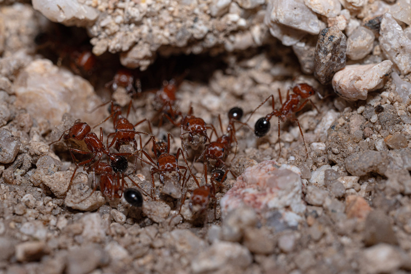 pogonomyrmex californicus bi color workers working on nest